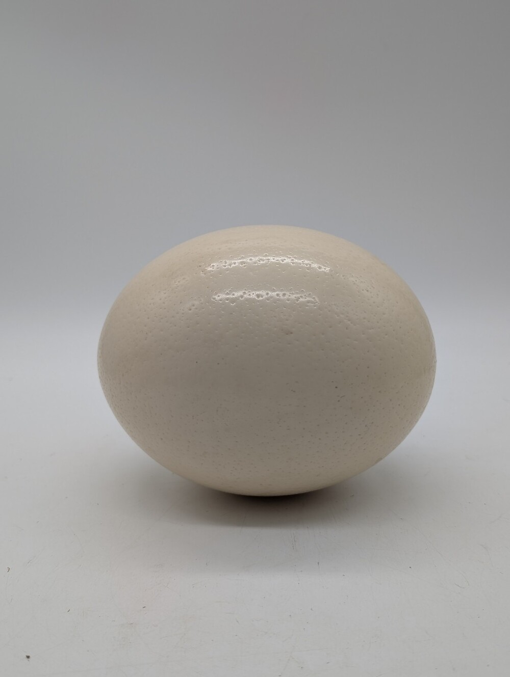 Vintage 1960s South African Genuine Ostrich Egg Unpainted